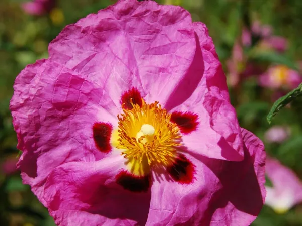 Zistrose