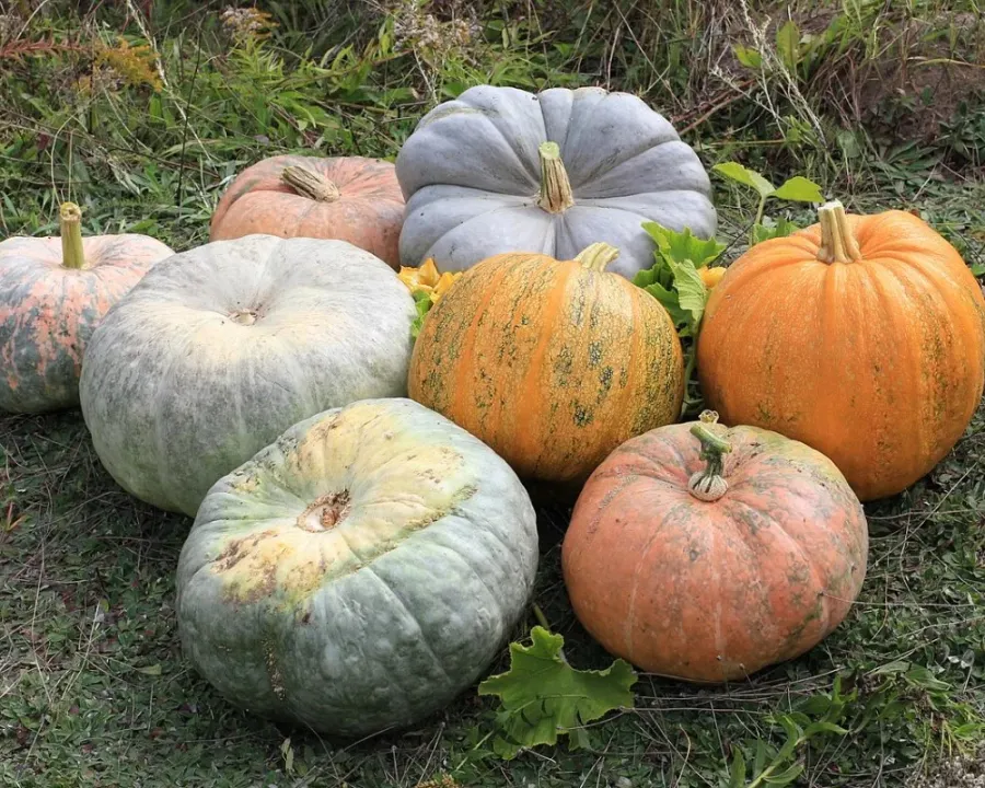 Zucchini