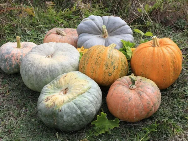 Zucchini