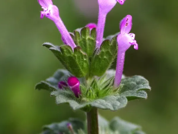 Zweizahn