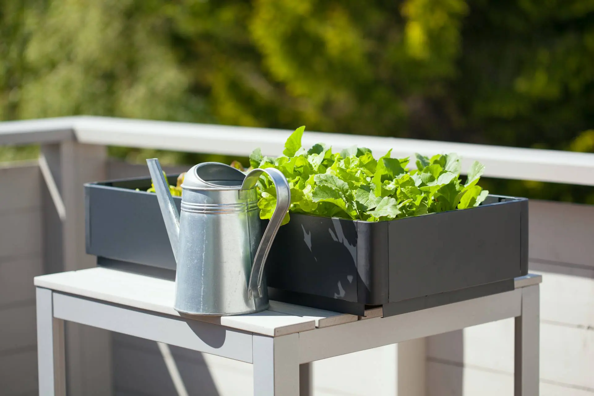 Anbau von Rettich und Salat im Container auf dem Balkon