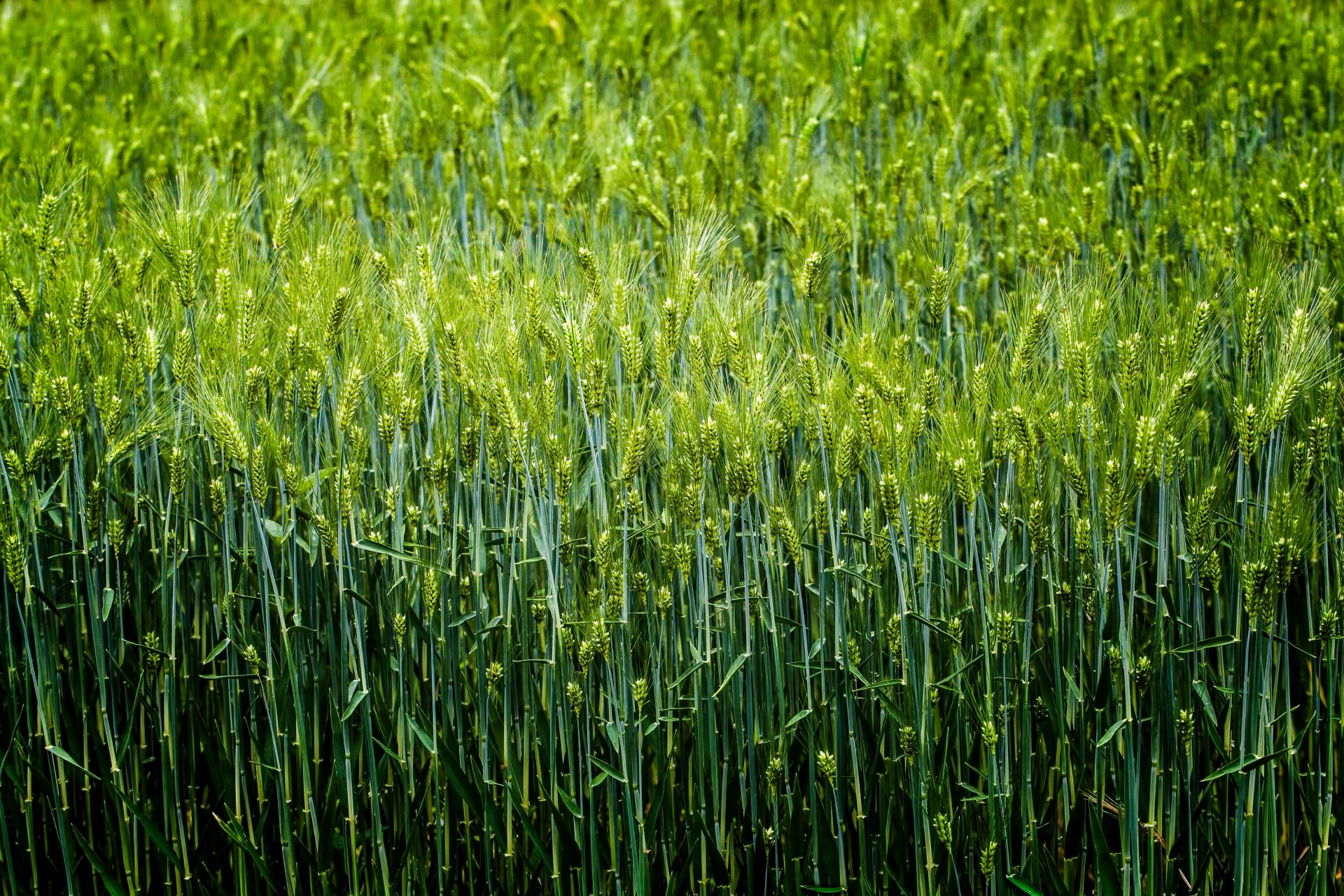 Gerste (Hordeum vulgare)
