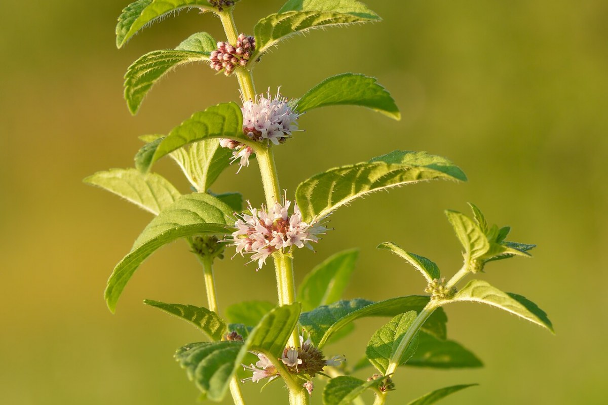 Ackerminze (Mentha arvensis) — Pflanzenfoto
