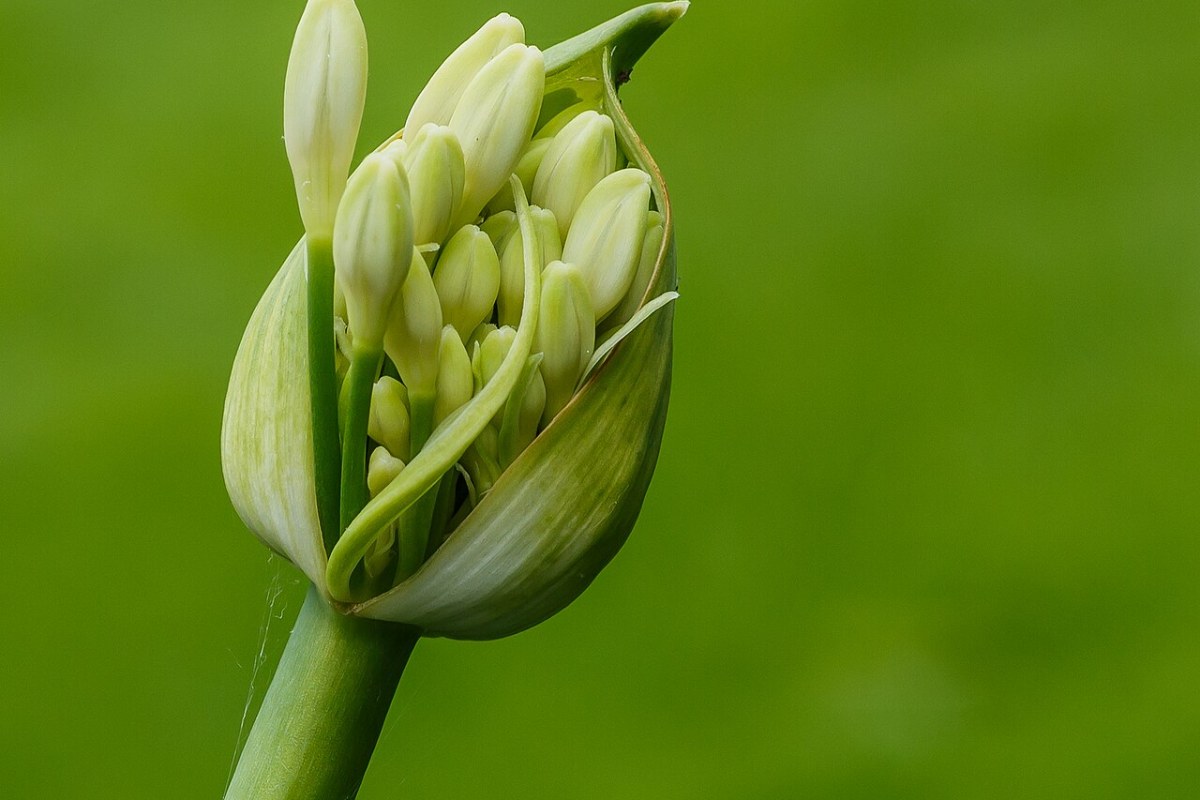 Agapanthus (Agapanthus africanus) — Pflanzenfoto