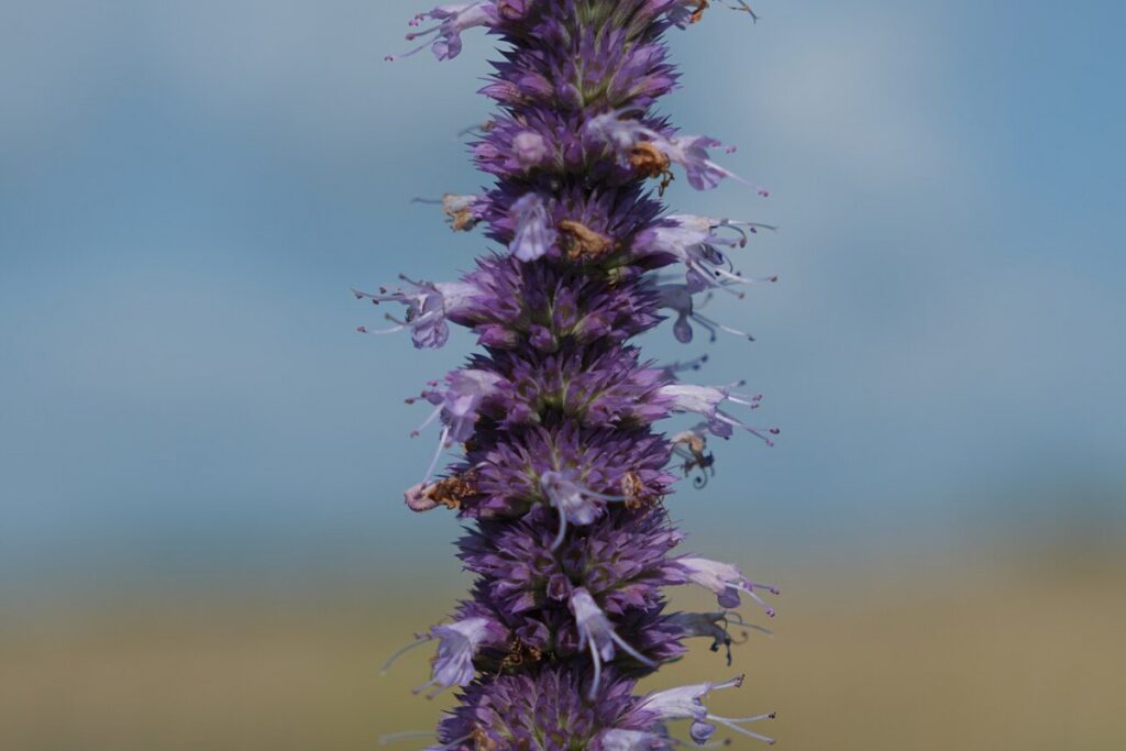 Agastache (Agastache foeniculum) — Pflanzenfoto