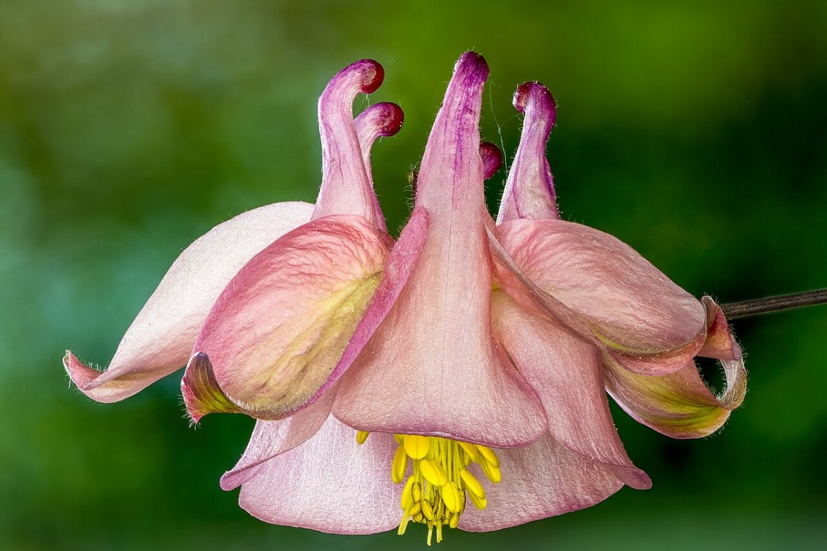 Akelei (Aquilegia vulgaris) — Pflanzenfoto