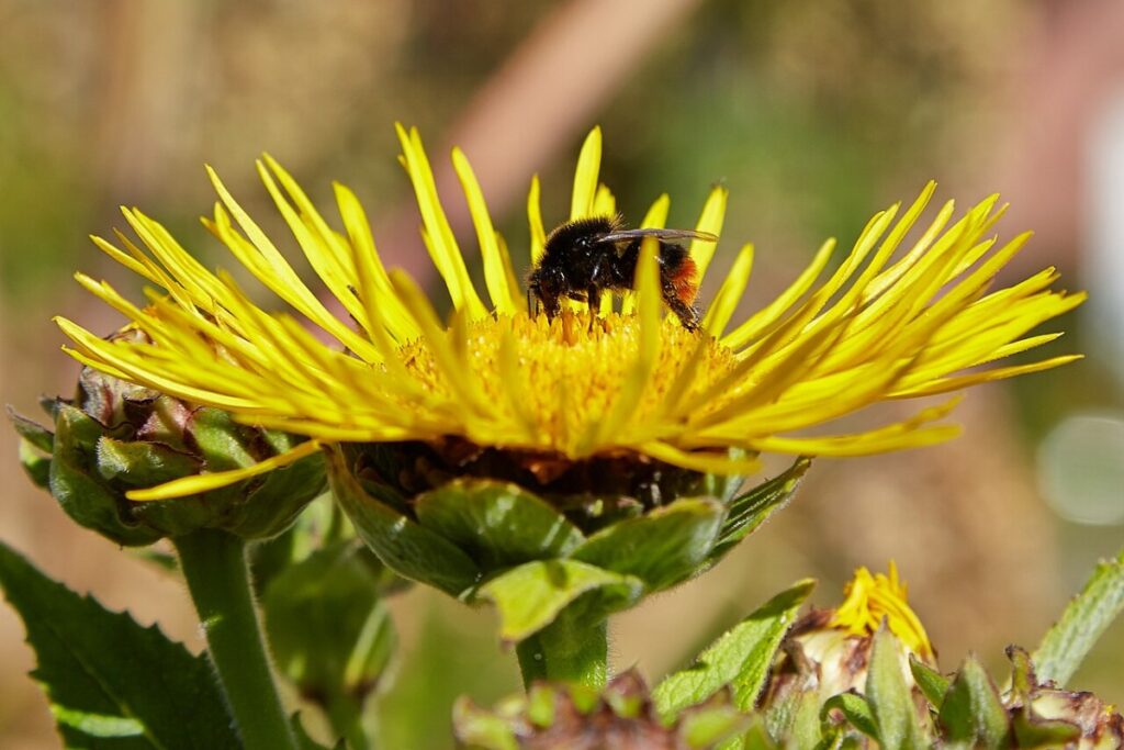 Alant (Inula helenium) — Pflanzenfoto