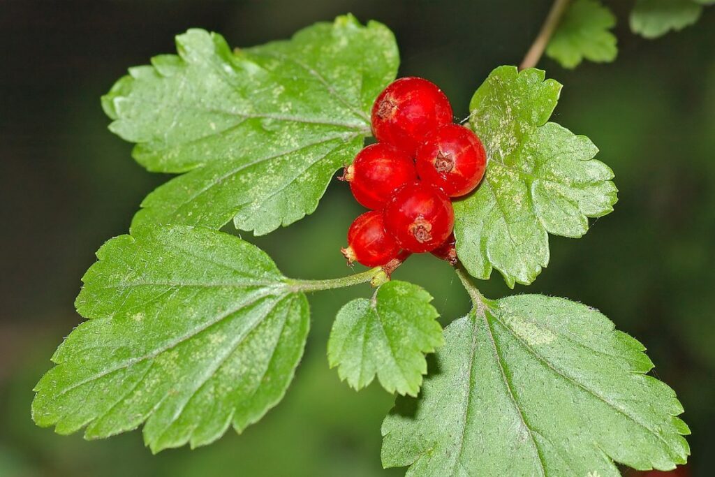 Alpen-Johannisbeere (Ribes alpinum) — Pflanzenfoto
