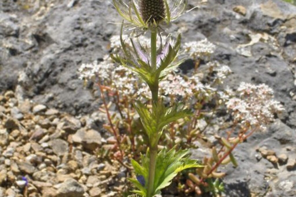 Alpen-Mannstreu (Eryngium alpinum) — Pflanzenfoto