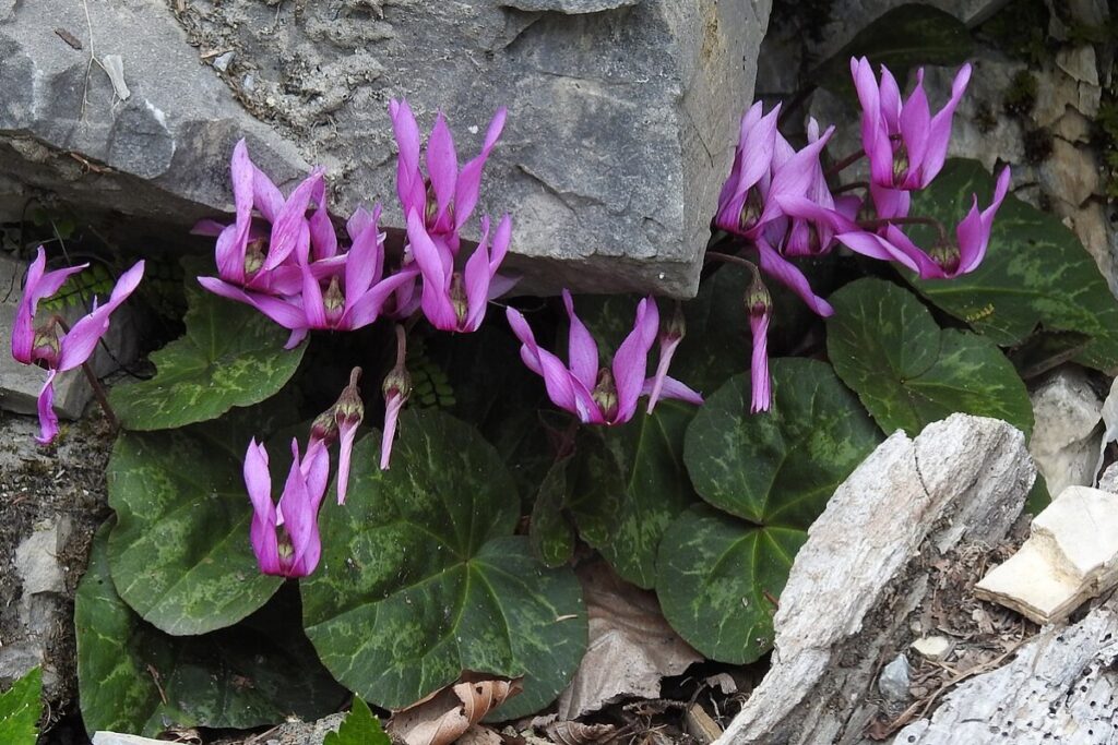 Alpenveilchen (Cyclamen purpurascens) — Pflanzenfoto