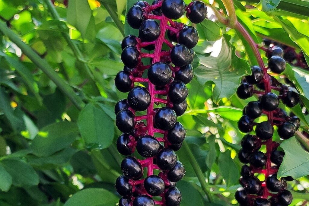 Amerikanische Kermesbeere (Phytolacca americana) — Pflanzenfoto