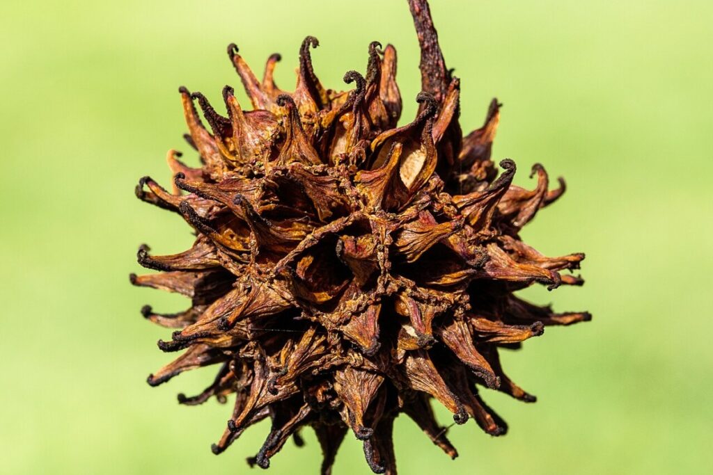 Amerikanischer Amberbaum (Liquidambar styraciflua) — Pflanzenfoto