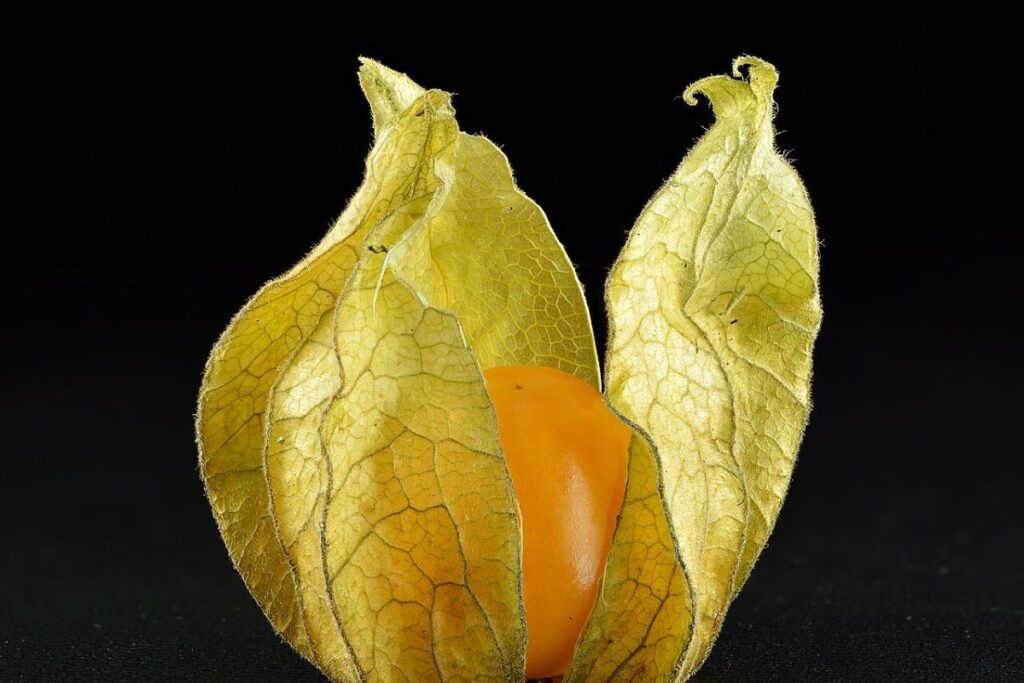 Andenbeere (Physalis peruviana) — Pflanzenfoto