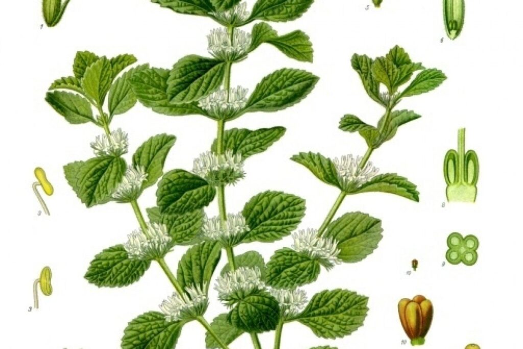 Andorn (Marrubium vulgare) — Pflanzenfoto