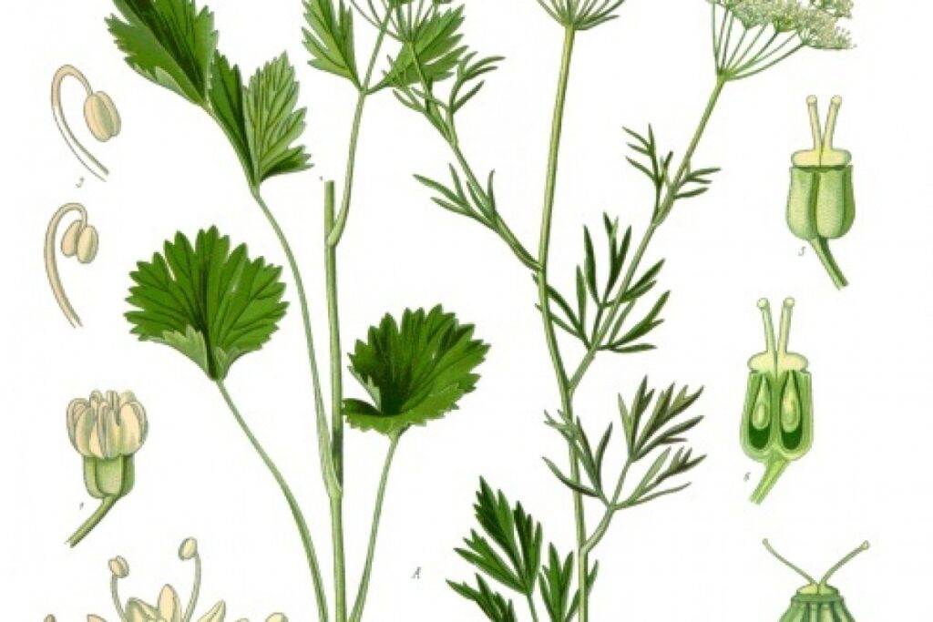 Anis (Pimpinella anisum) — Pflanzenfoto