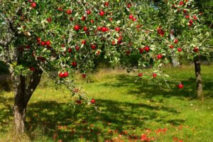 Apfelbaum