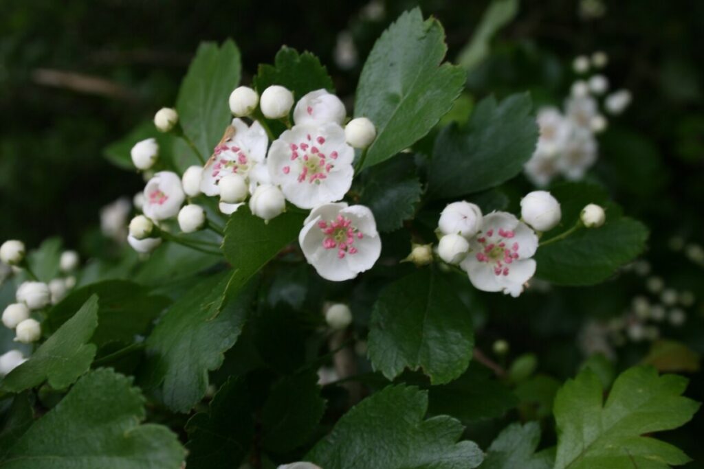 Apfeldorn (Crataegus laevigata) — Pflanzenfoto