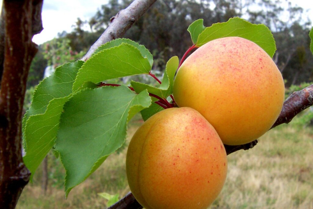 Aprikosenbaum (Prunus armeniaca) — Pflanzenfoto