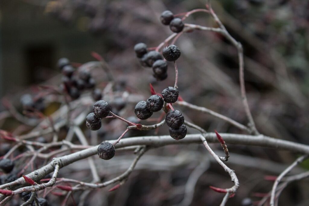 Aronia (Aronia melanocarpa) — Pflanzenfoto