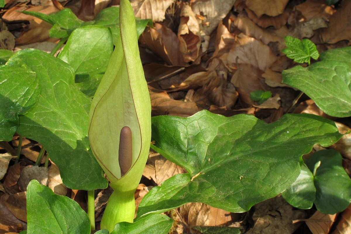Aronstab (Arum maculatum) — Pflanzenfoto