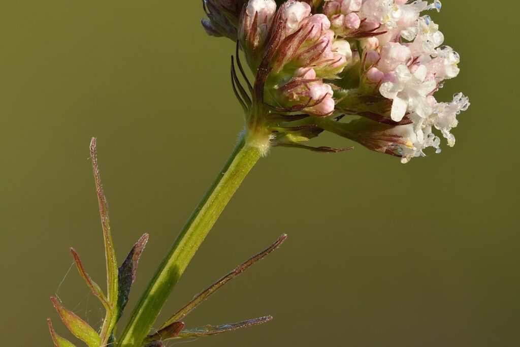 Arznei-Baldrian (Valeriana officinalis) — Pflanzenfoto
