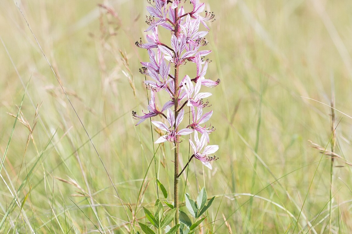 Aschblatt (Dictamnus albus) — Pflanzenfoto