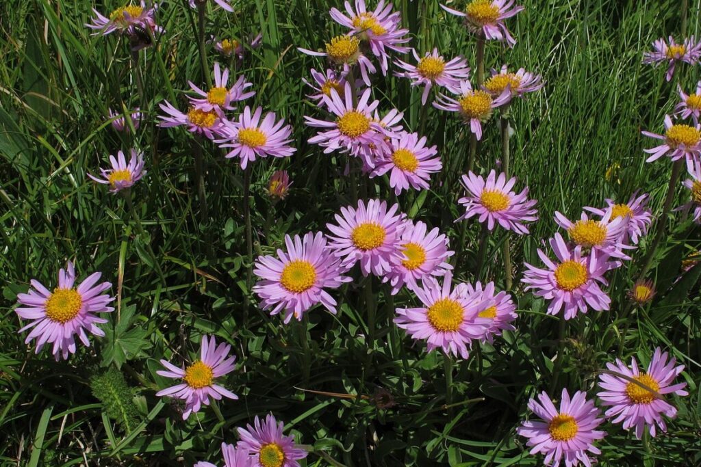 Aster alpinus (Aster alpinus) — Pflanzenfoto