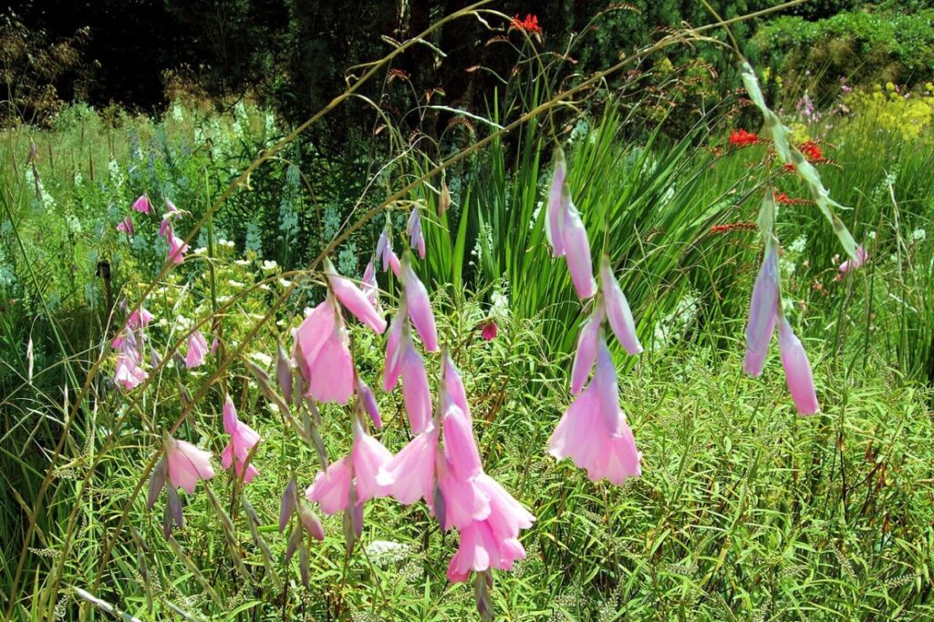 Atlasblume (Dierama pulcherrimum) — Pflanzenfoto