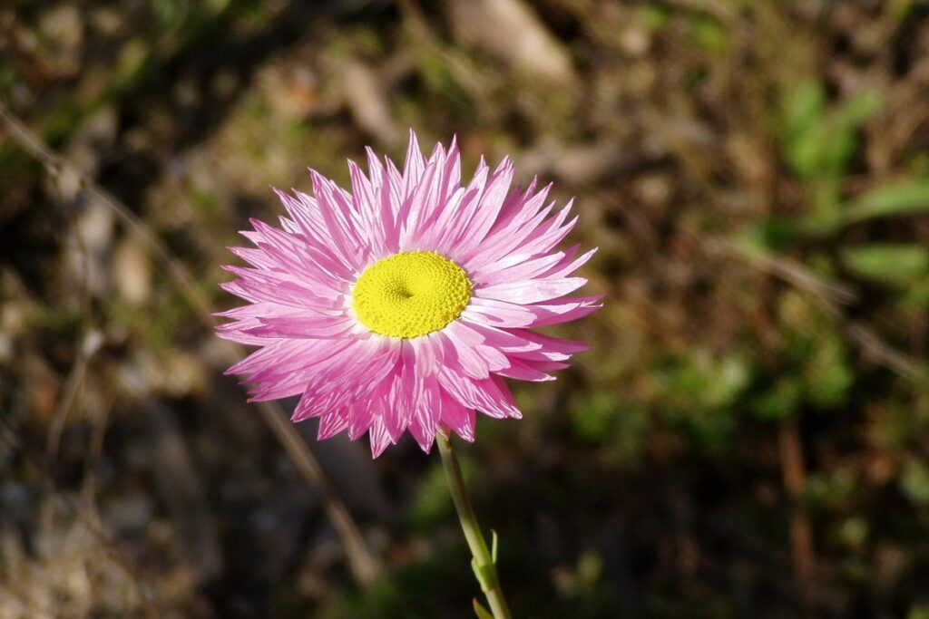 Australisches Gänseblümchen (Rhodanthe chlorocephala) — Pflanzenfoto