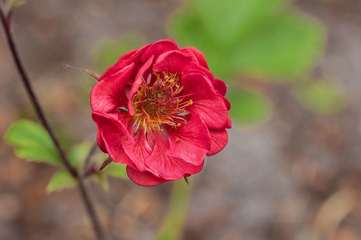 Bachnelkenwurz (Geum rivale) — Pflanzenfoto