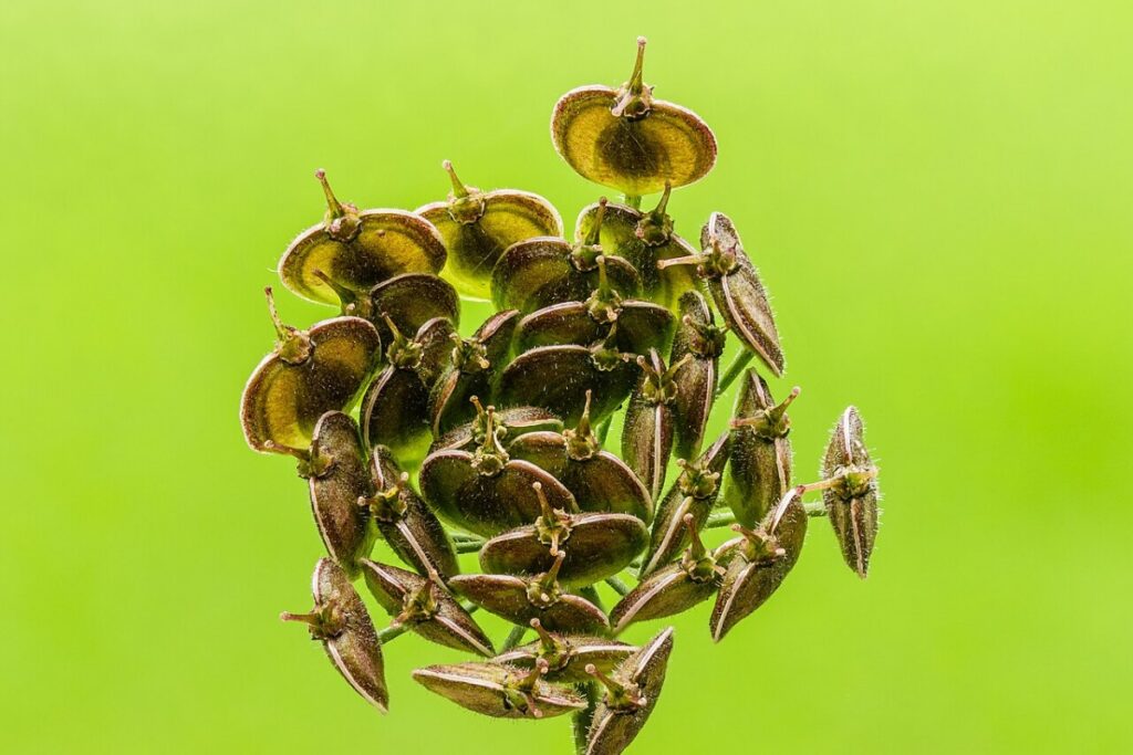 Bärenklau (Heracleum sphondylium) — Pflanzenfoto