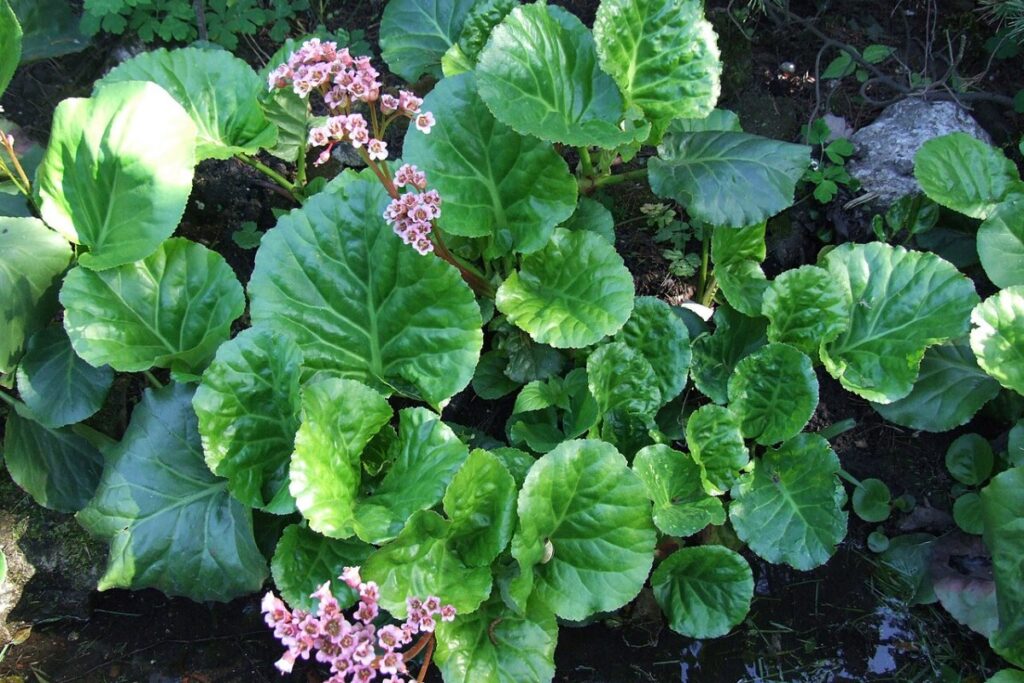 Bärenohr (Bergenia crassifolia) — Pflanzenfoto