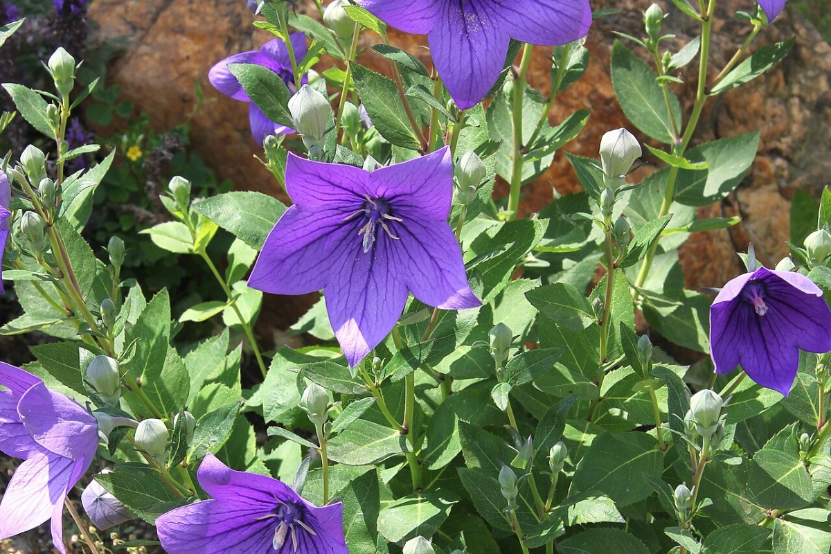 Ballonblume (Platycodon grandiflorus) — Pflanzenfoto