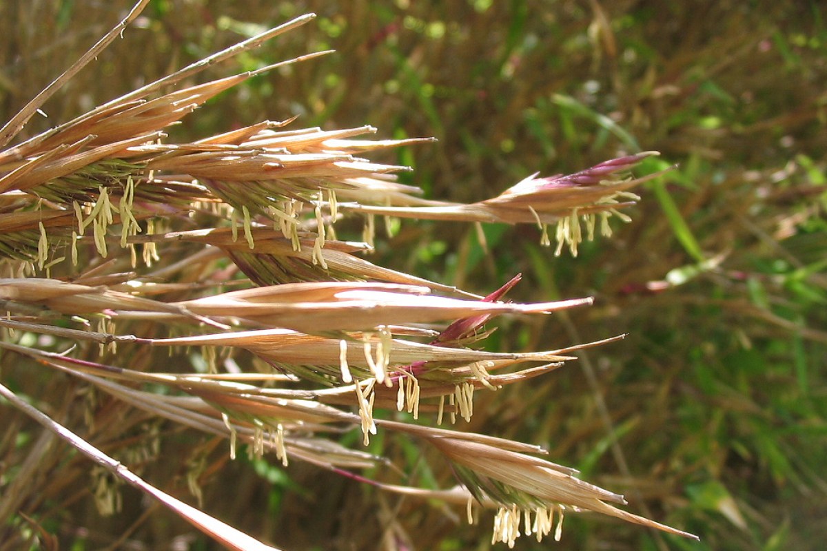 Bambus (Fargesia) (Fargesia nitida) — Pflanzenfoto