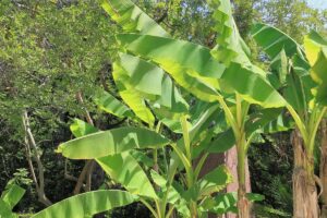 Bananenstaude