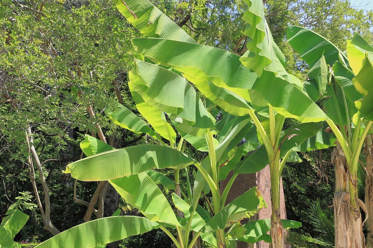 Bananenstaude (Musa basjoo) — Pflanzenfoto
