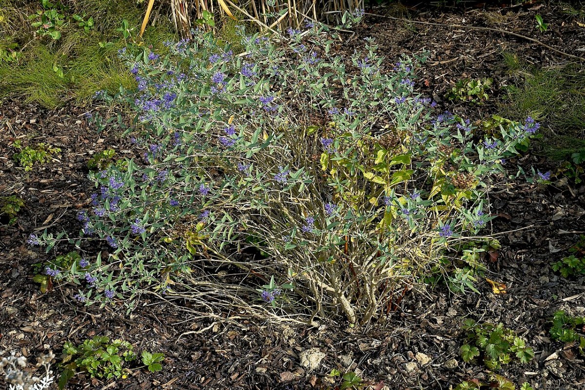 Bartblume (Caryopteris clandonensis) — Pflanzenfoto