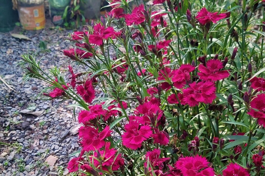 Bartnelke (Dianthus barbatus) — Pflanzenfoto