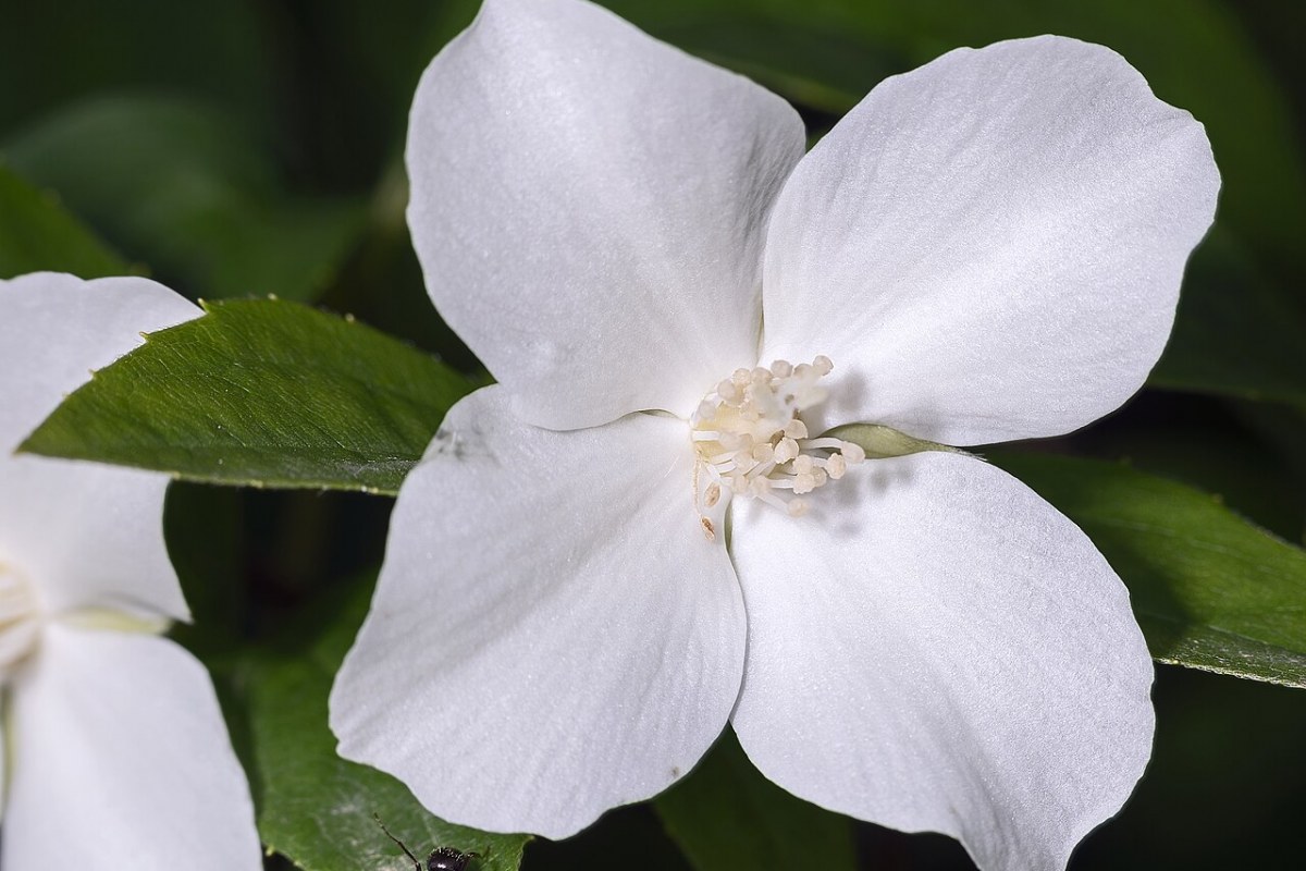 Bauernjasmin (Philadelphus coronarius) — Pflanzenfoto
