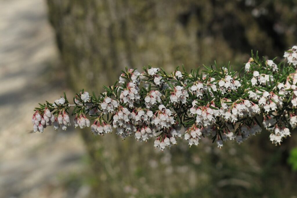 Baumheide (Erica arborea) — Pflanzenfoto