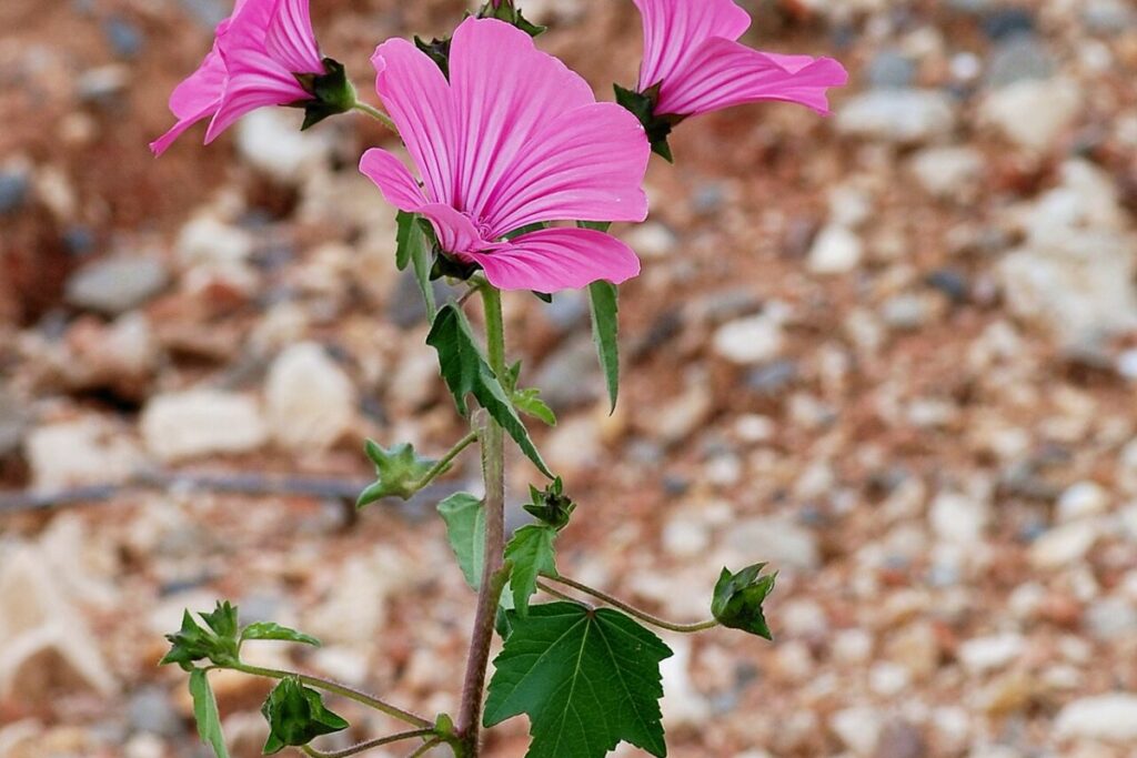 Bechermalve (Lavatera trimestris) — Pflanzenfoto