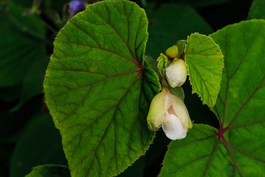 Begonie (Begonia) — Pflanzenfoto