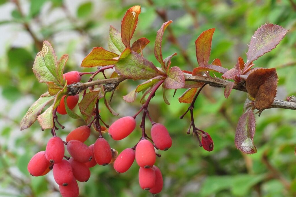 Berberitze (Berberis vulgaris) — Pflanzenfoto