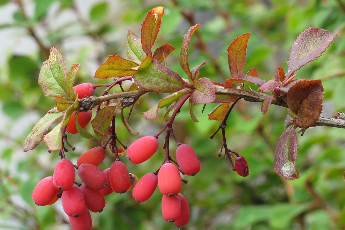 Berberitze (Berberis vulgaris) — Pflanzenfoto