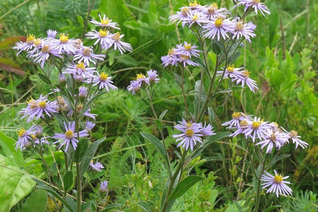 Berg-Aster (Aster amellus) — Pflanzenfoto