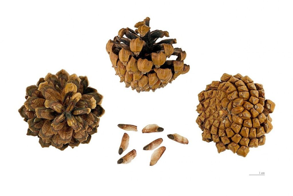 Bergkiefer (Pinus mugo) — Pflanzenfoto