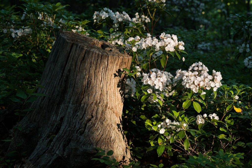 Berglorbeer (Kalmia latifolia) — Pflanzenfoto