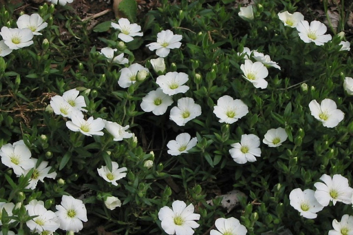 Bergsandkraut (Arenaria montana) — Pflanzenfoto