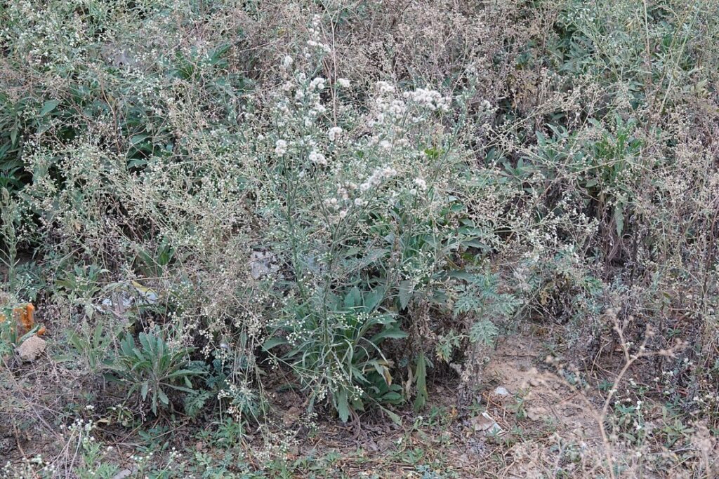 Berufkraut (Erigeron canadensis) — Pflanzenfoto
