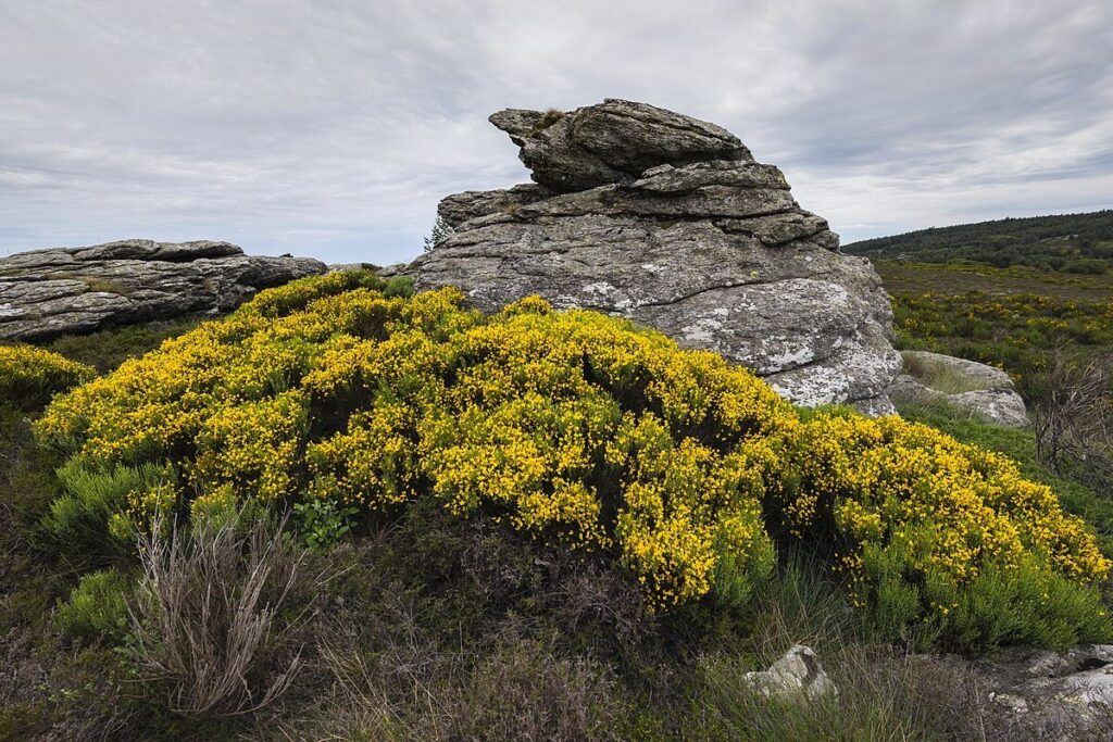 Besenginster (Cytisus scoparius) — Pflanzenfoto